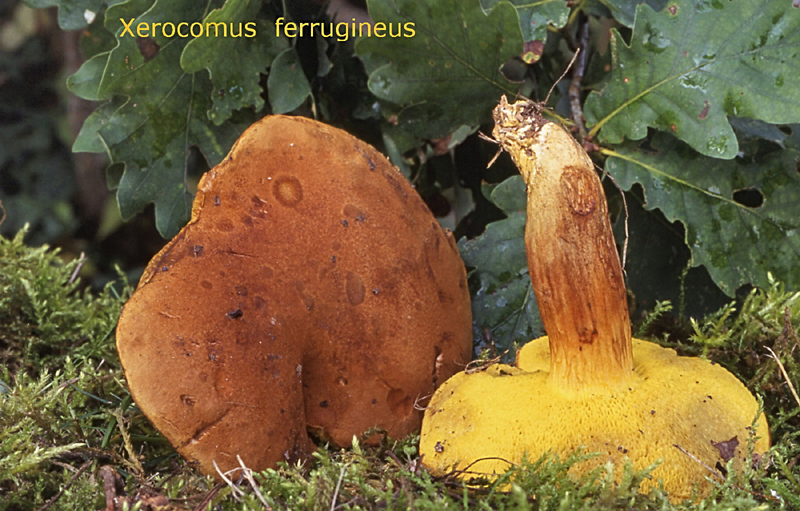 Xerocomus ferrugineus-amf315.jpg - Xerocomus ferrugineus ; Syn1: Boletus ferrugineus ; Syn2: Boletus spadiceus ; Non français: Bolet ferrugineux